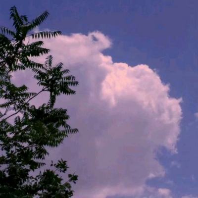 霸王的梦想完整版下载